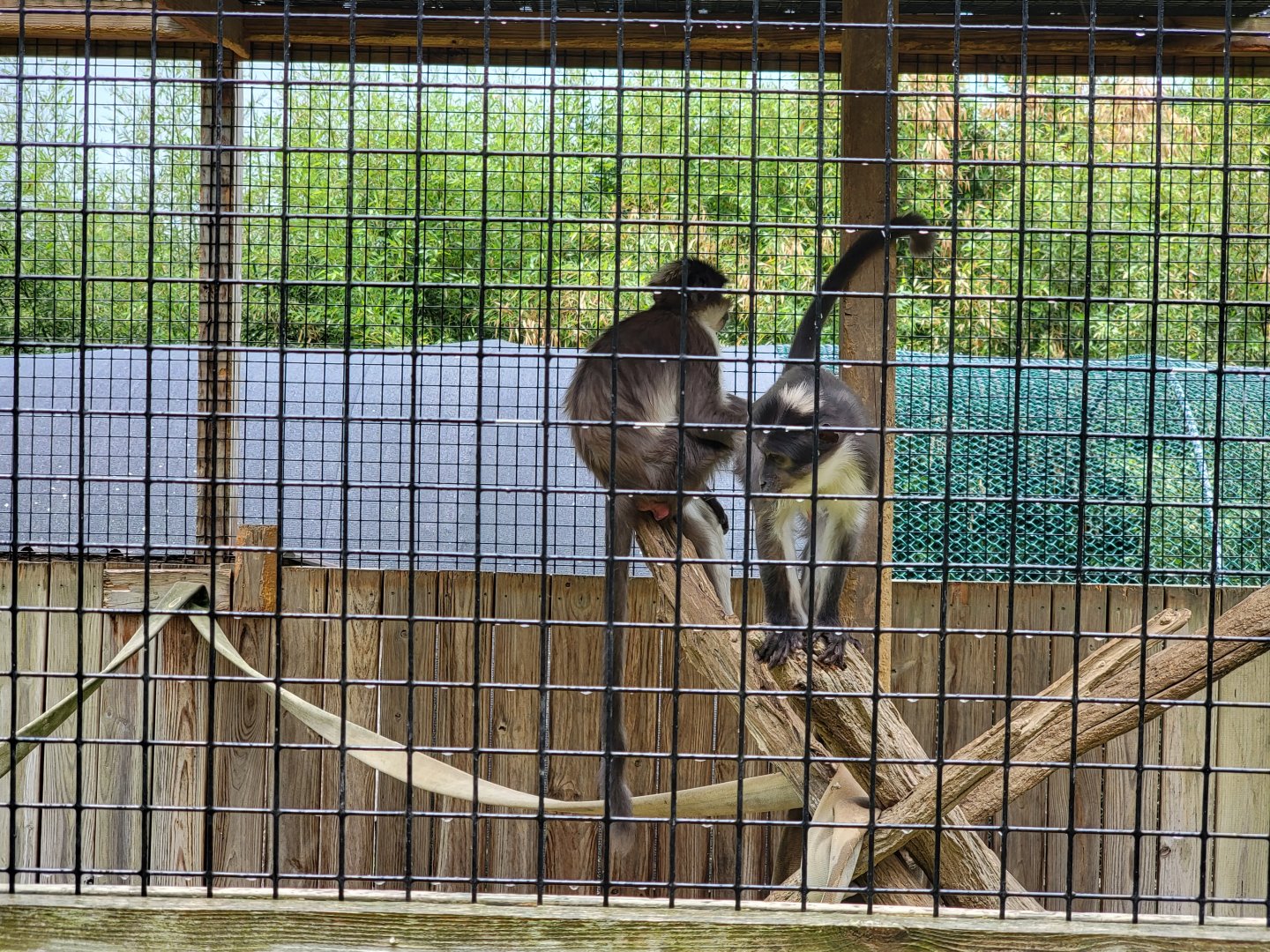 Creation Kingdom - White-crowned mangabey
