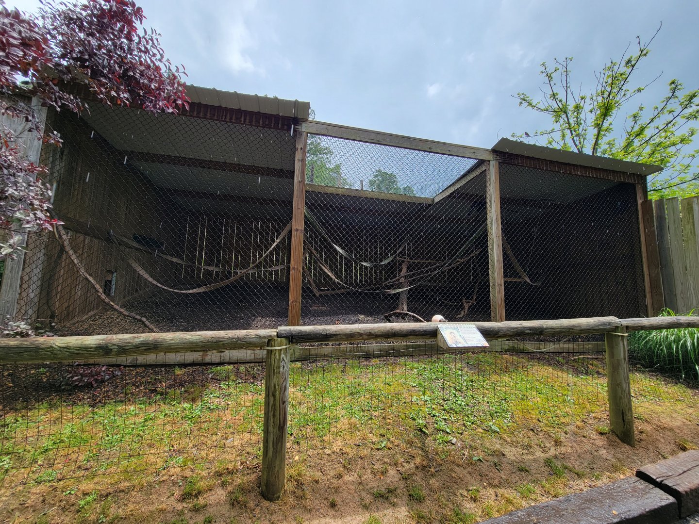 Creation Kingdom - White-throated capuchin