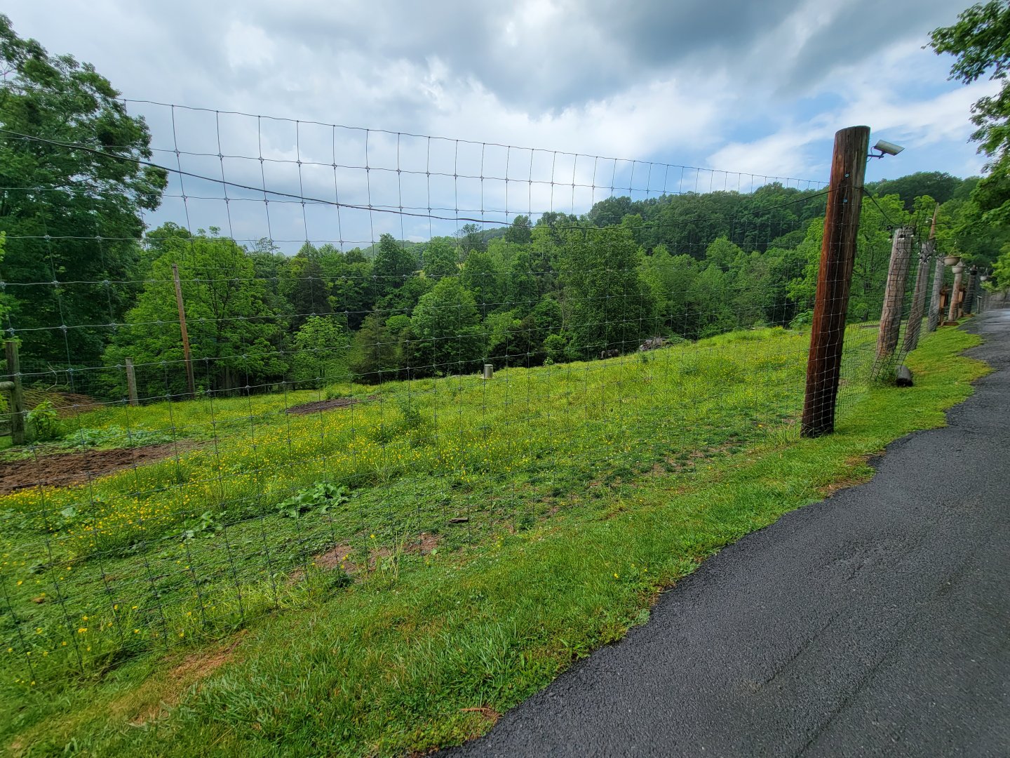 Creation Kingdom - Wildebeest yard