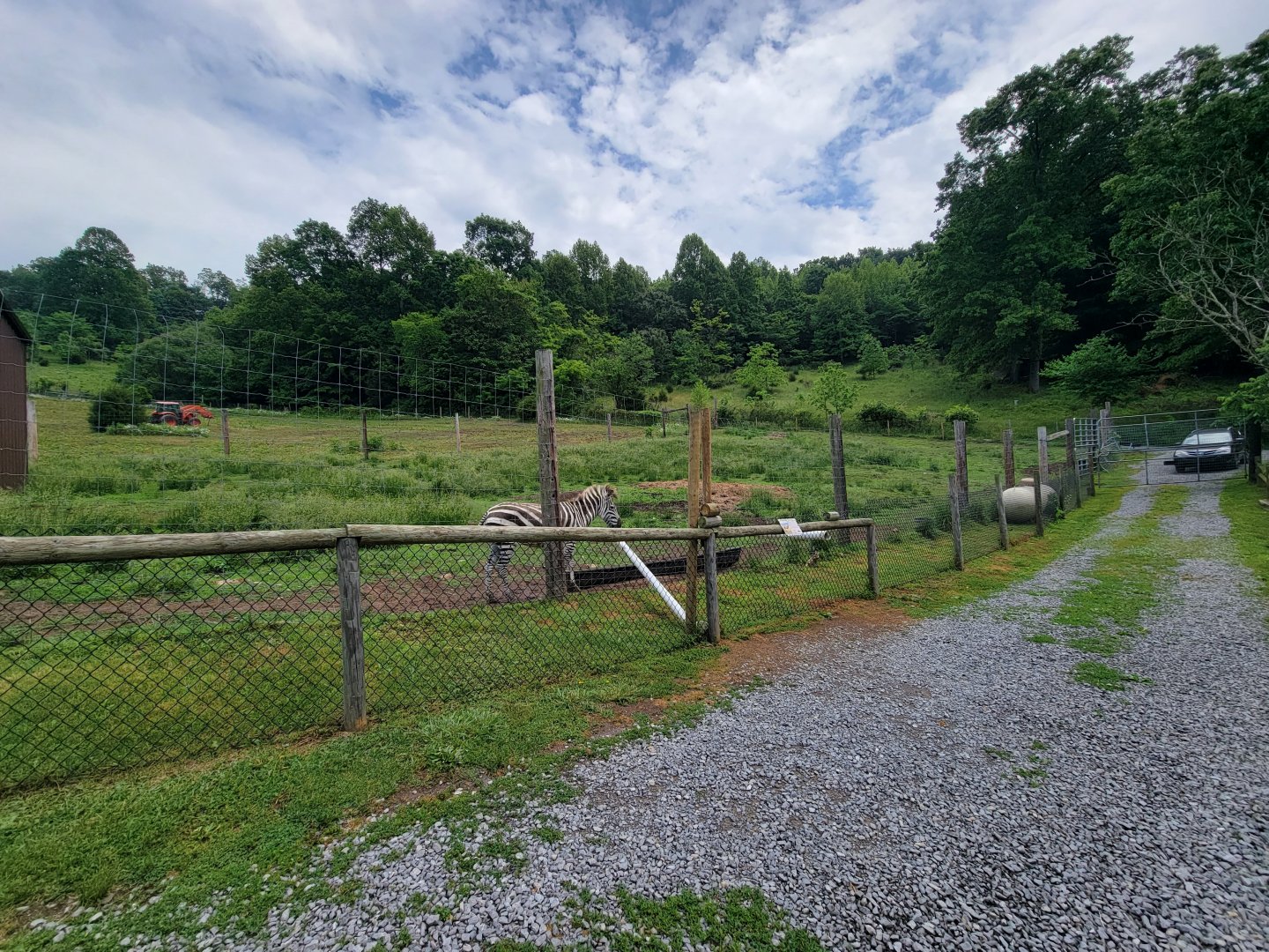 Creation Kingdom - Young zebra