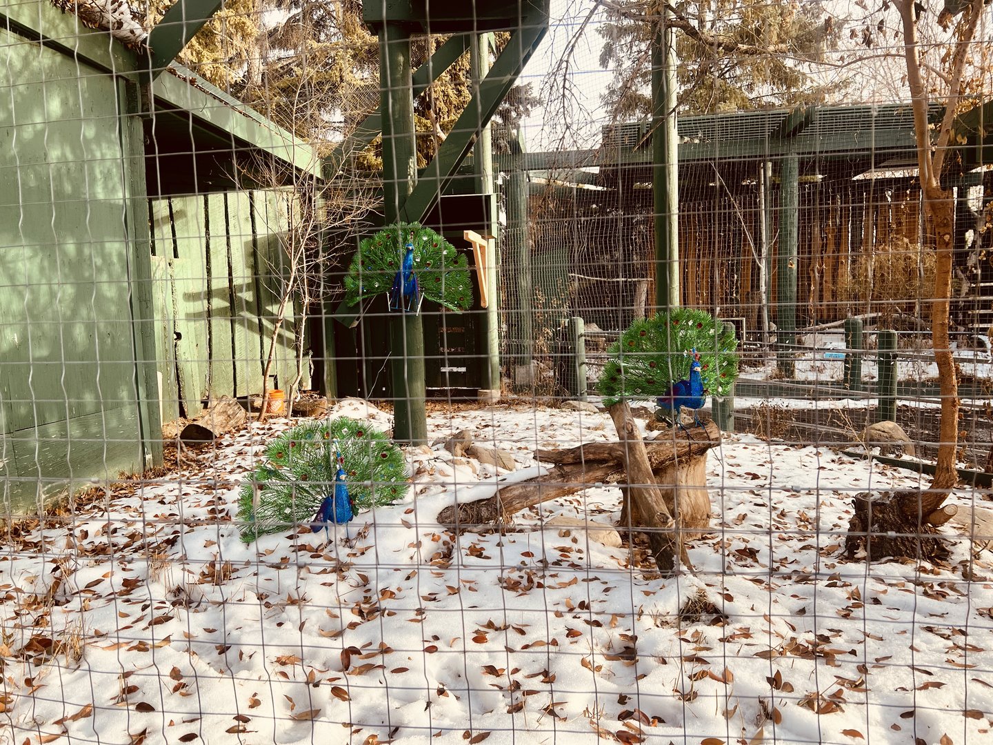 Creative and whimsical way to acknowledge how bird flu is impacting avian displays