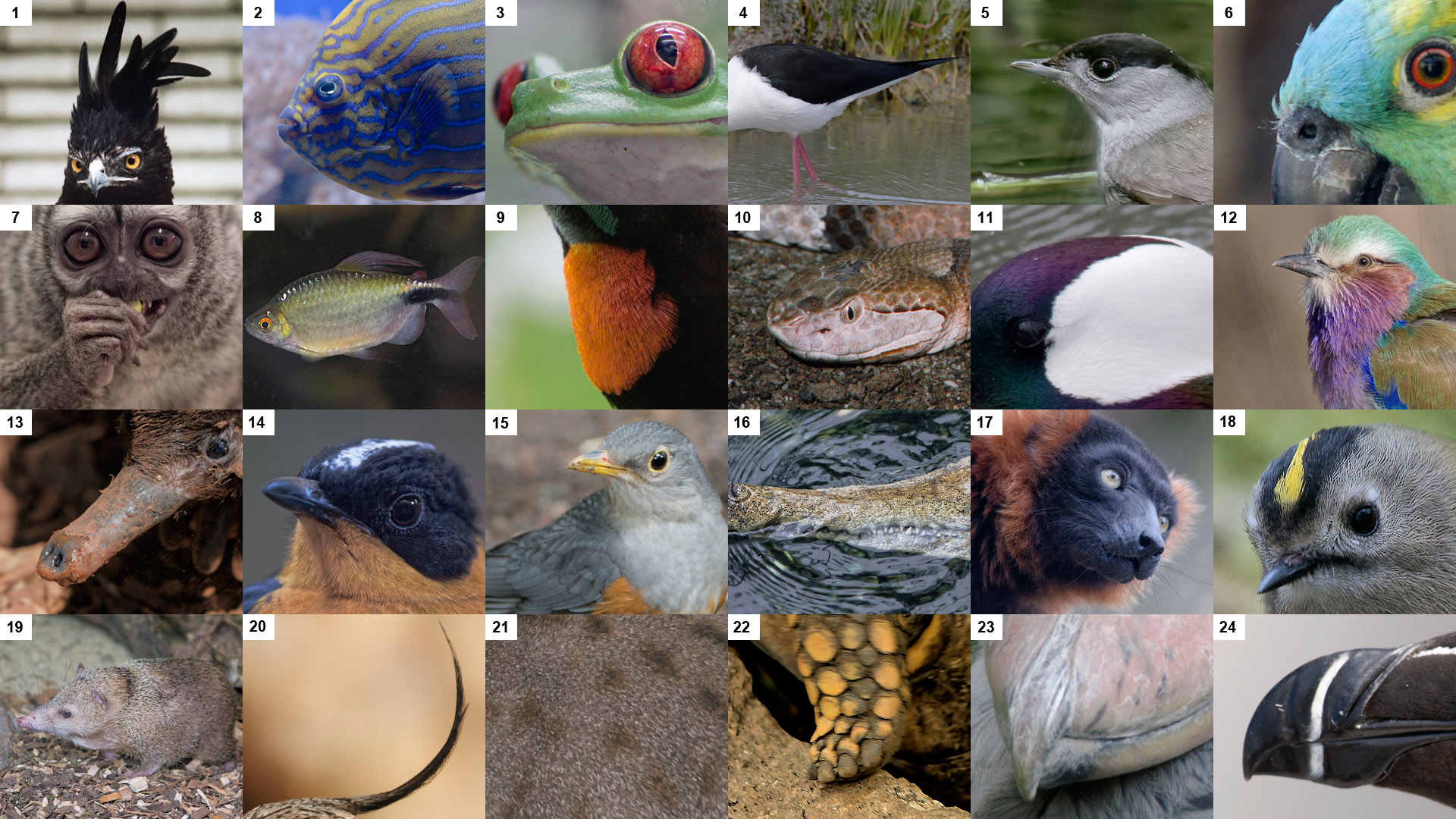 Creatures'  Features Puzzle - Page 1