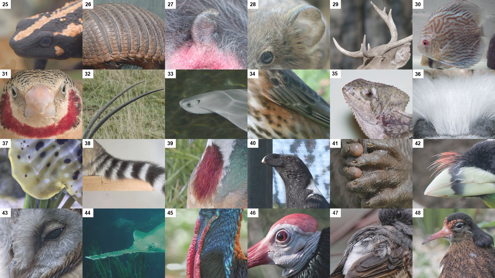 Creatures'  Features Puzzle - Page 2