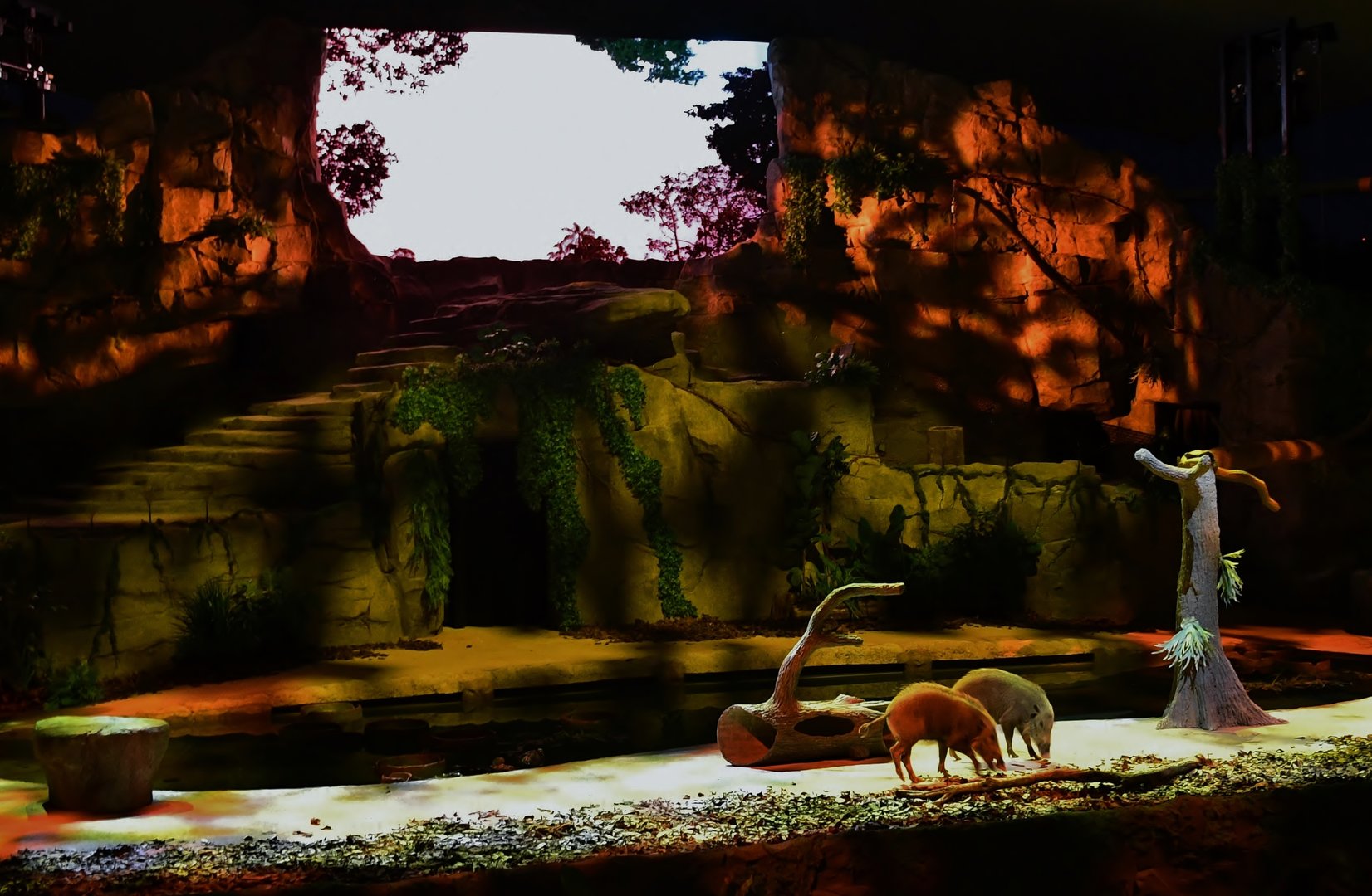 Creatures of the Night Show - Bearded Pigs (Sus barbatus oi)