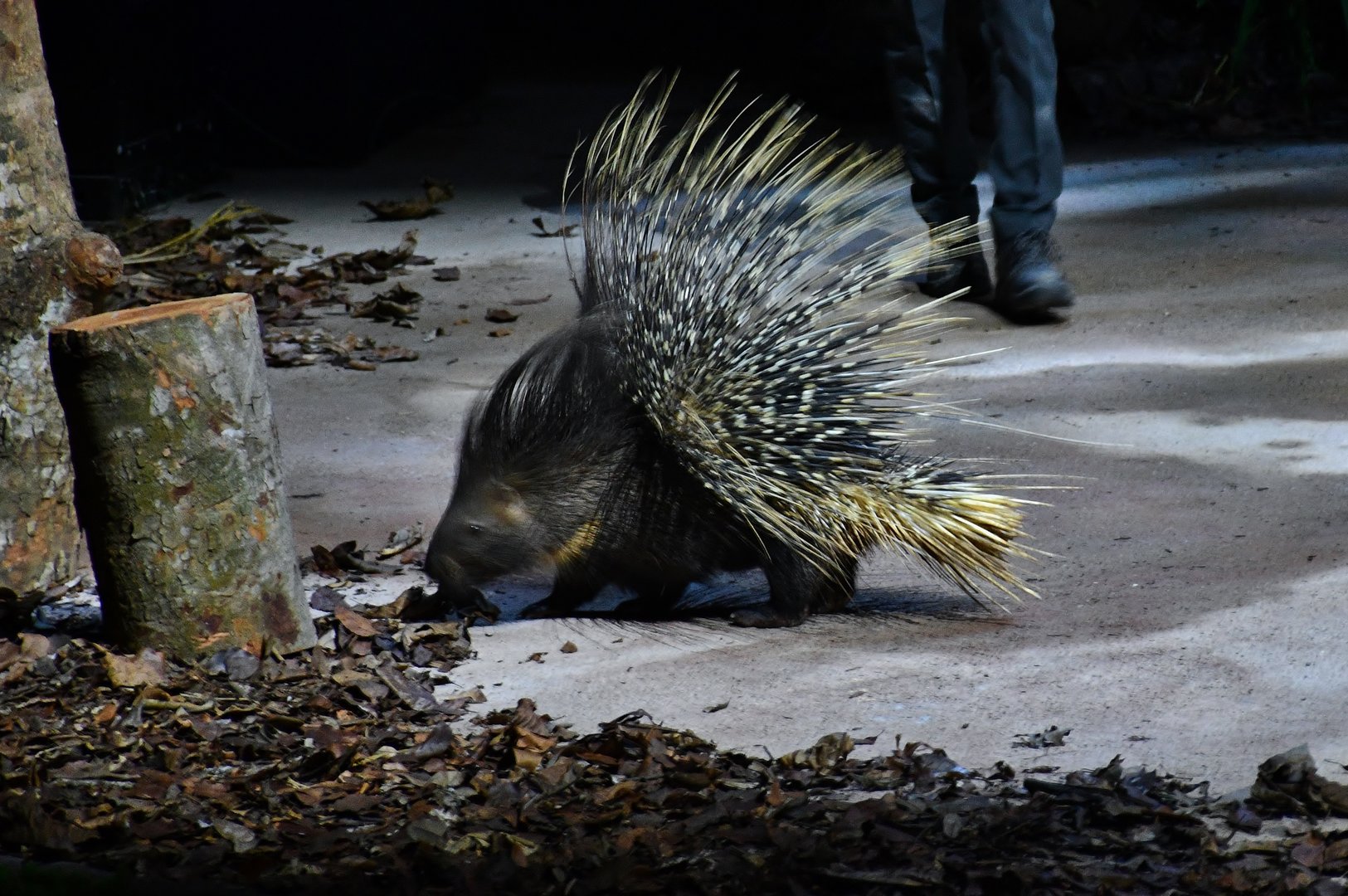 Creatures of the Night Show - Indian Crested Porcupine (Hystrix indica)