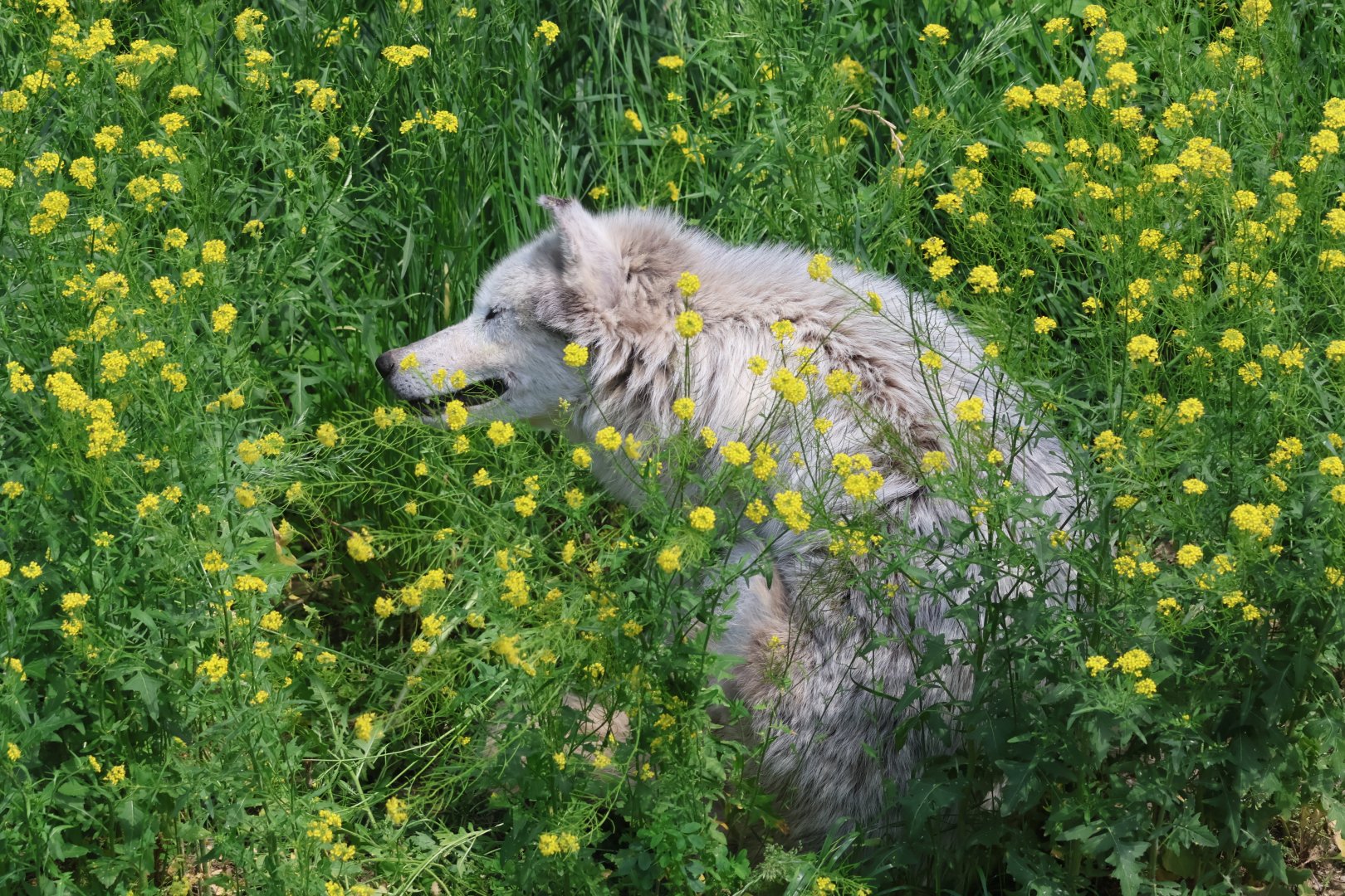 Cree in the flowers