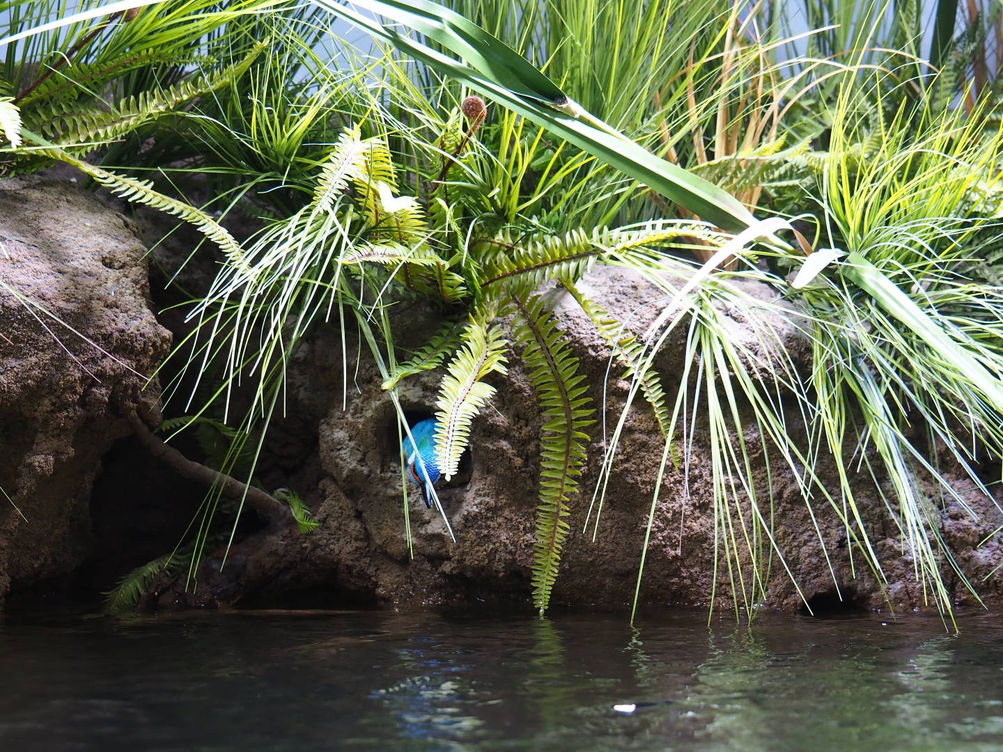 Creek bank scenery recreation - With model of Eurasian kingfisher (Alcedo atthis), Oct 13th, 2018