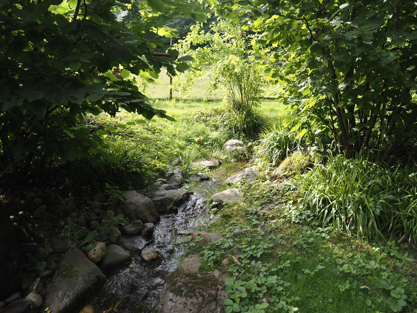 Creek in of one of the European mink exhibits, 2024-08-21