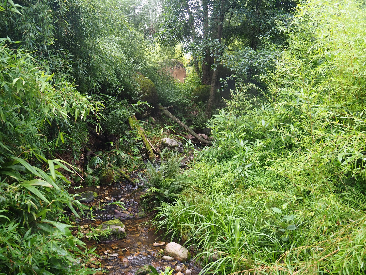 Creek in the entrance area, 2022-08-20