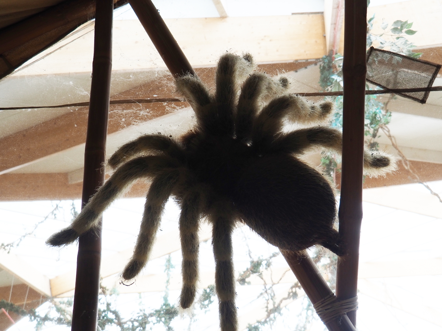Creepy giant tarantula model, 2019-07-21