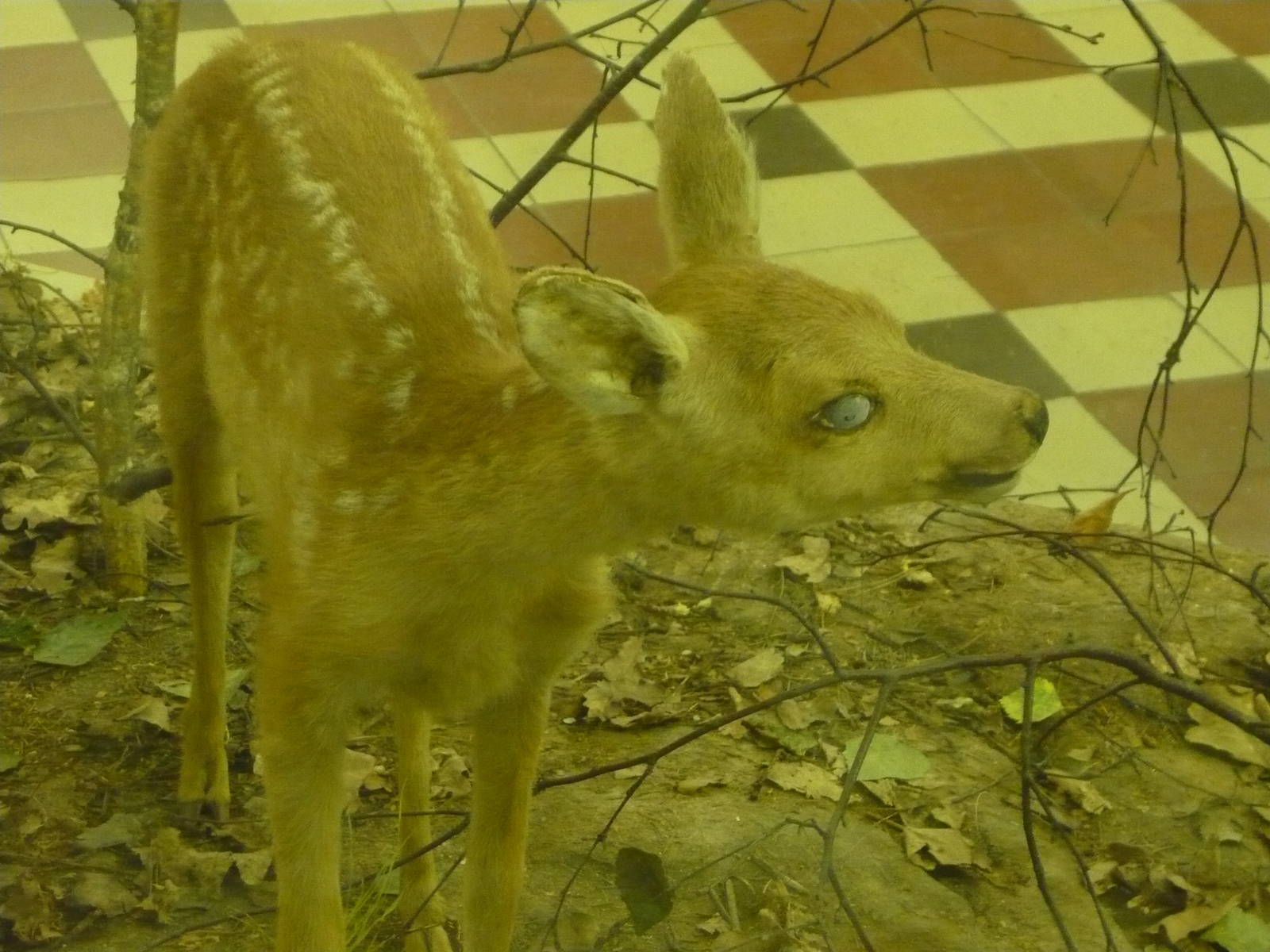 Creepy-looking fawn