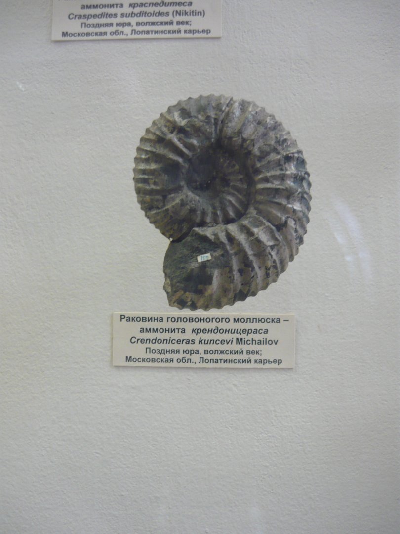 Crendoniceras kuncevi