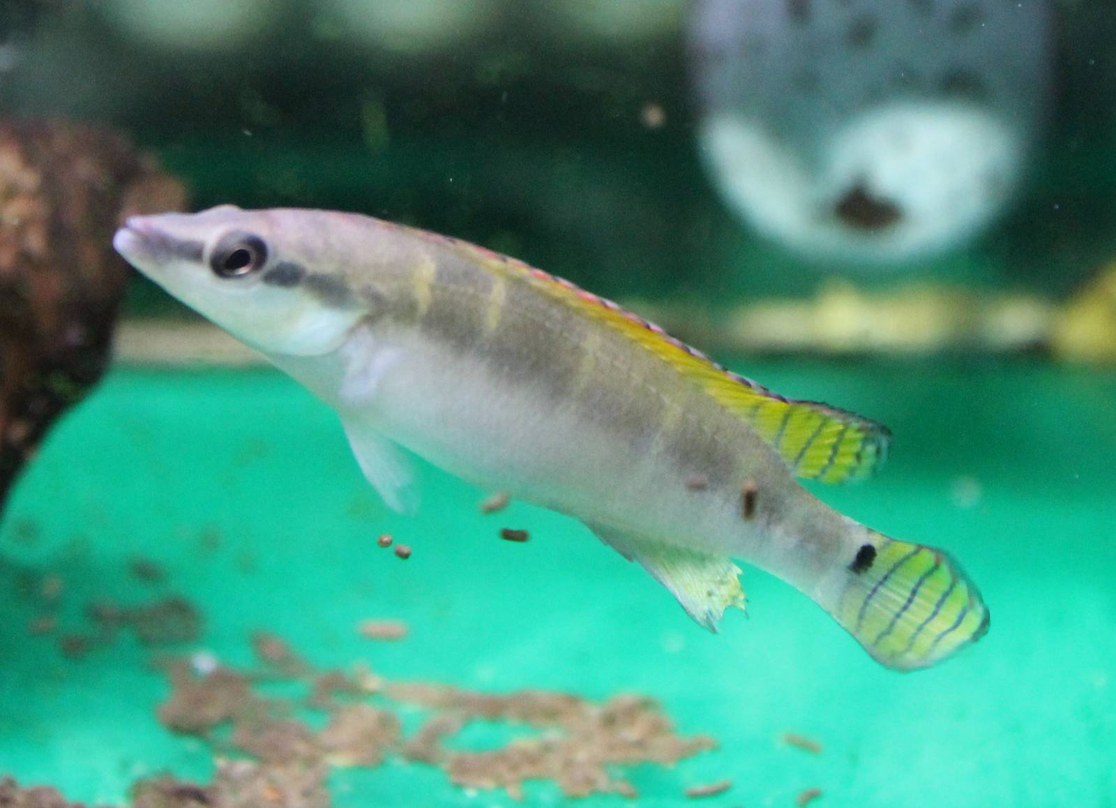 Creniacichla compressiceps