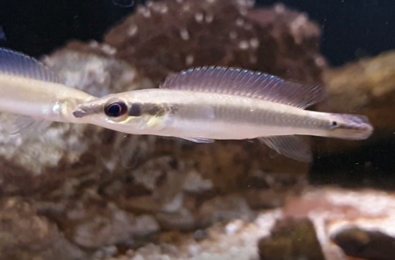 Crenicichla cf regani ( Orinoco )