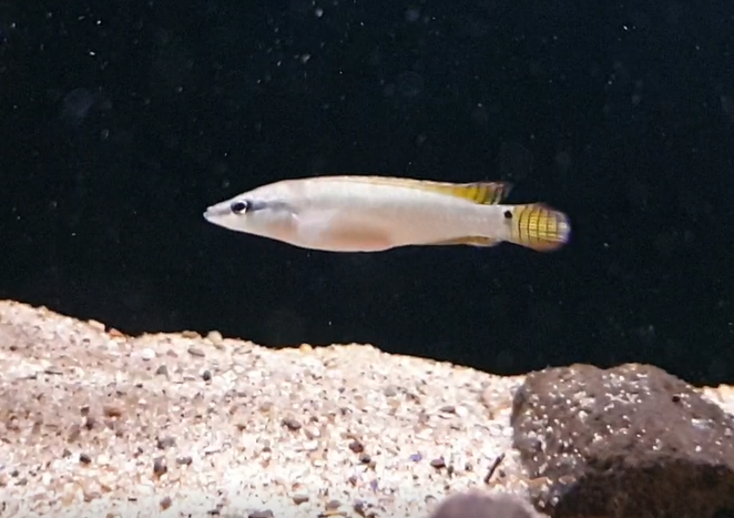 Crenicichla compressiceps