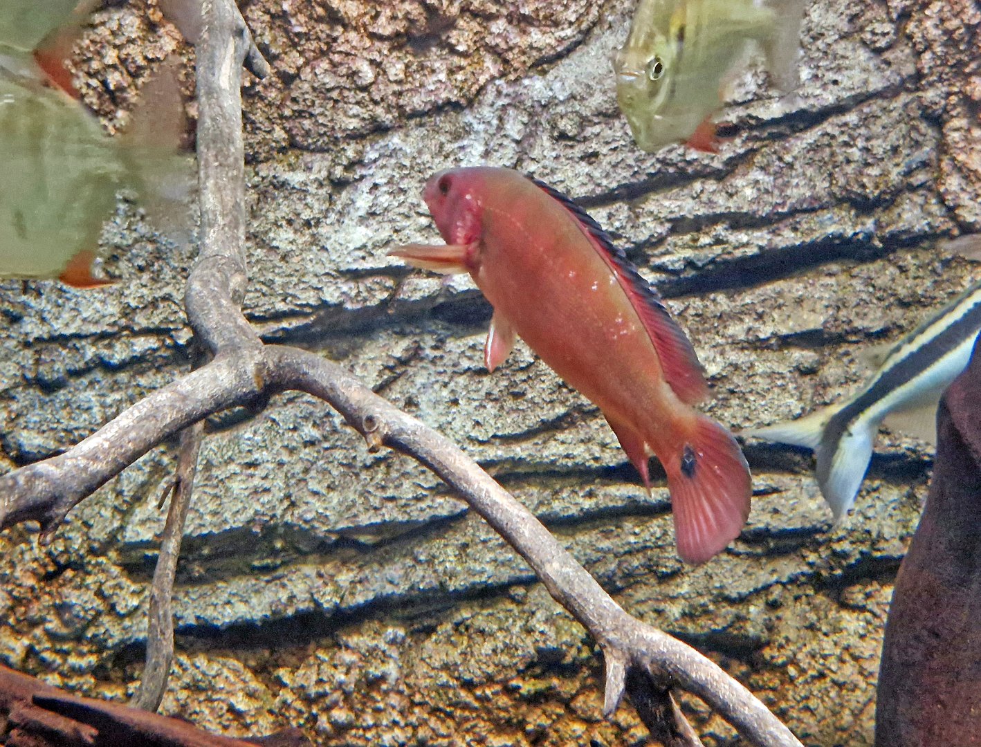 Crenicichla lugubris