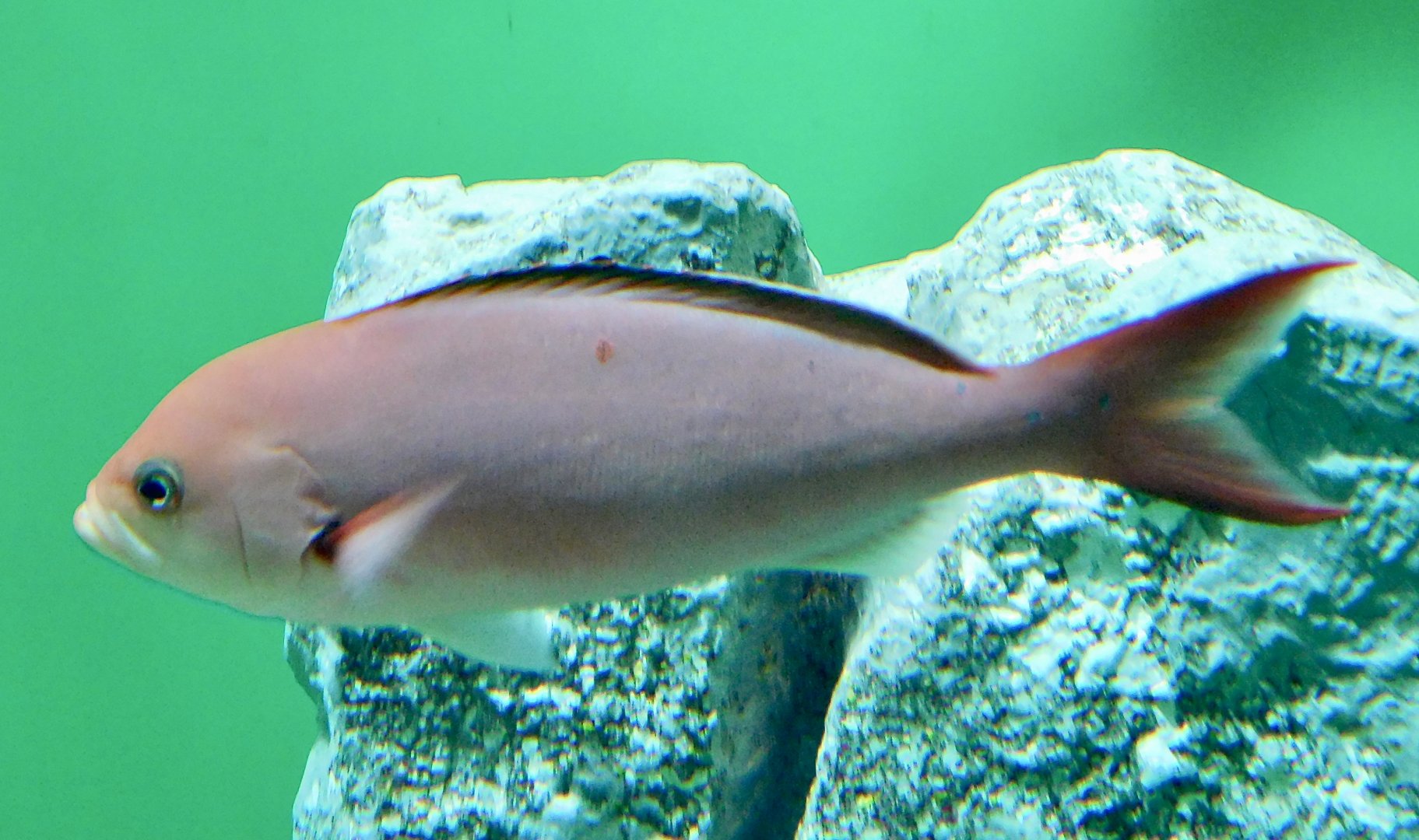 Creole-Fish (Paranthias furcifer) November 8, 2025