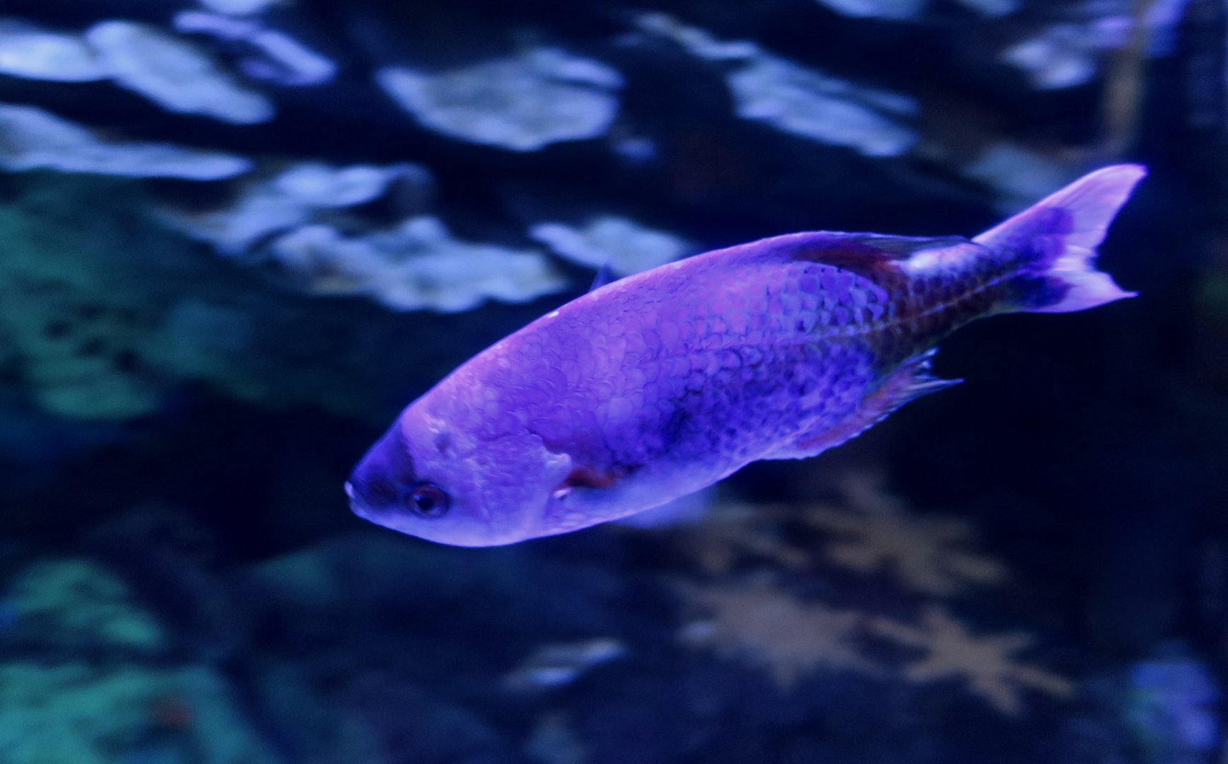 Creole Wrasse (Clepticus parrae)