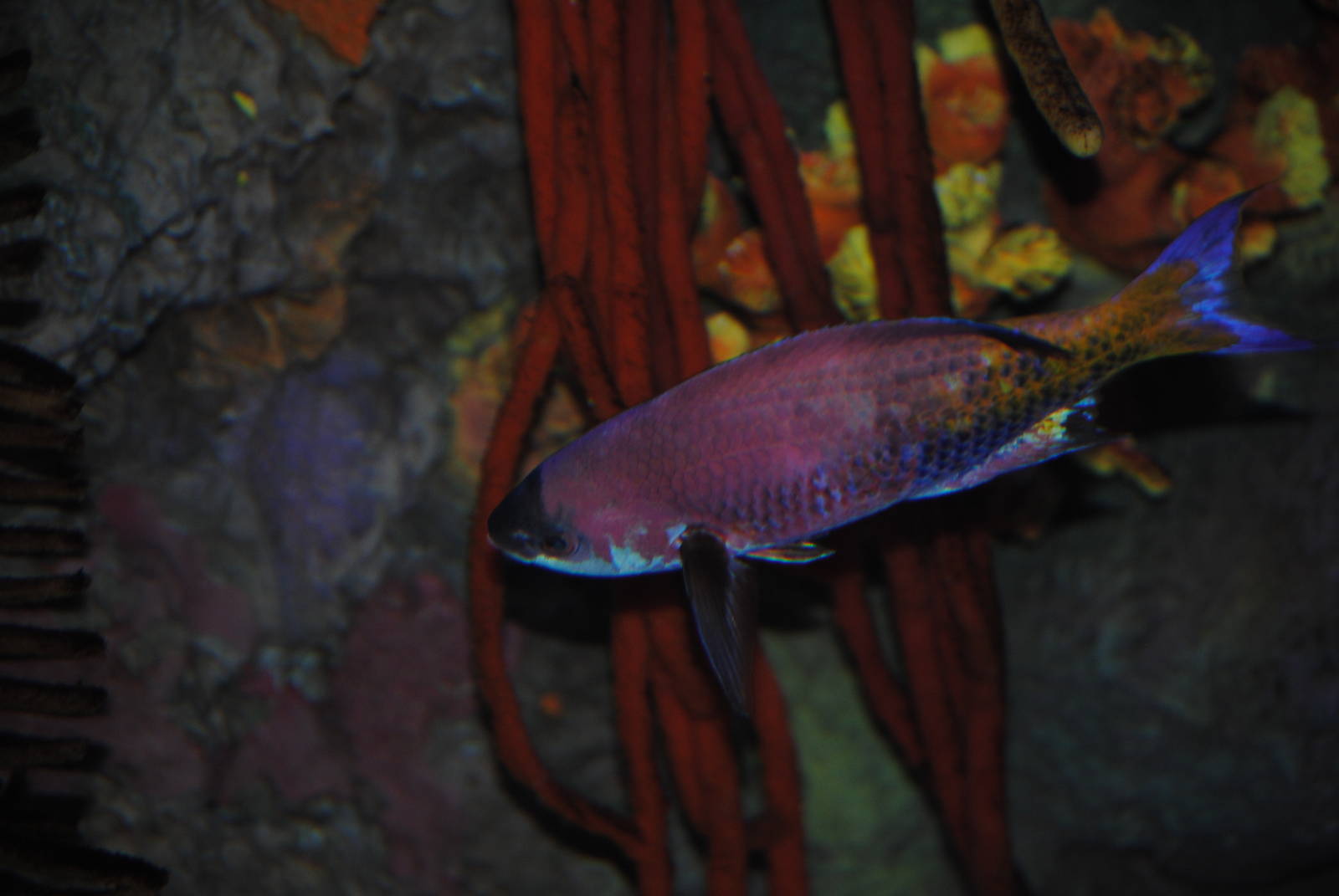 Creole Wrasse