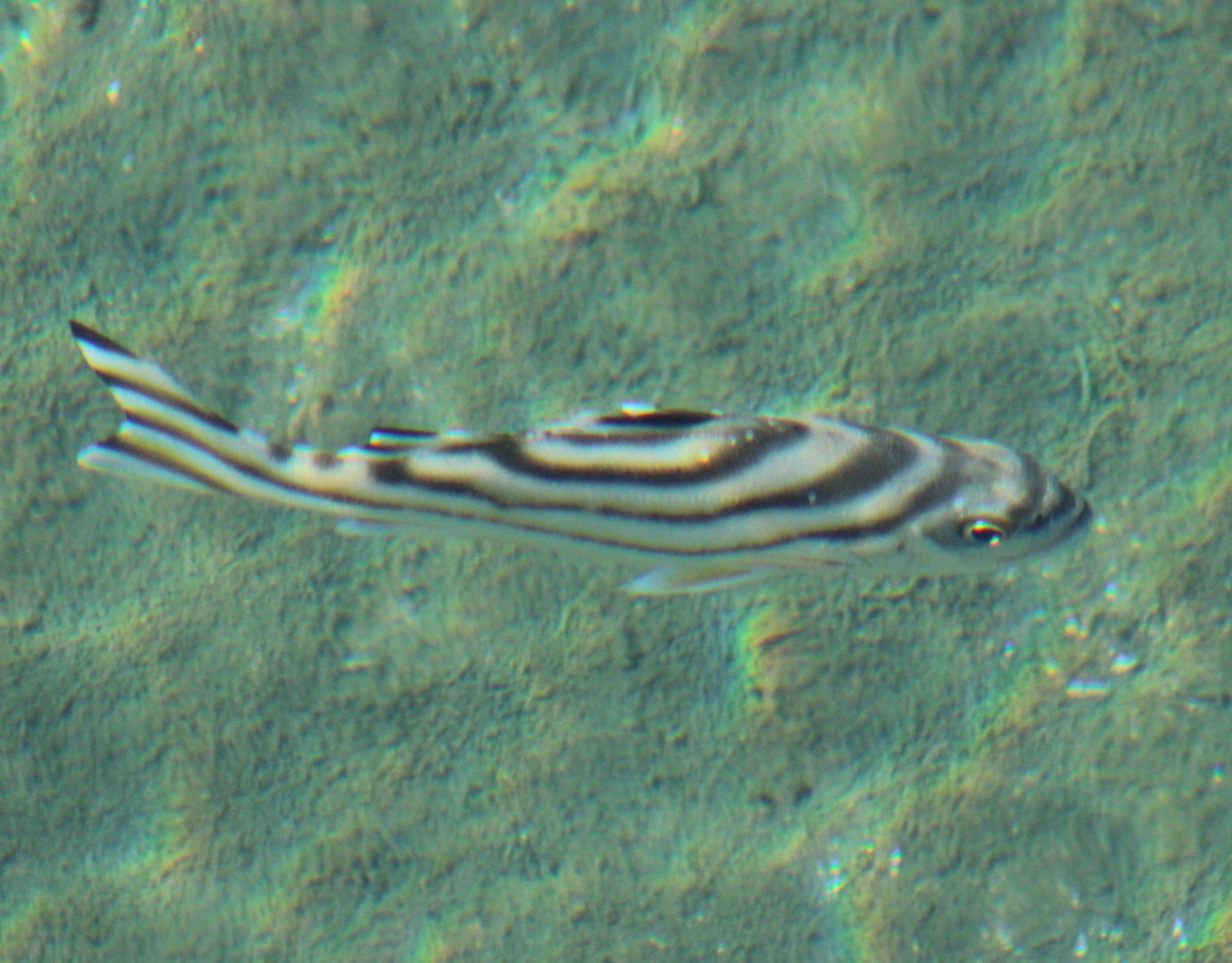 Crescent-banded grunter - Terapon jarbua