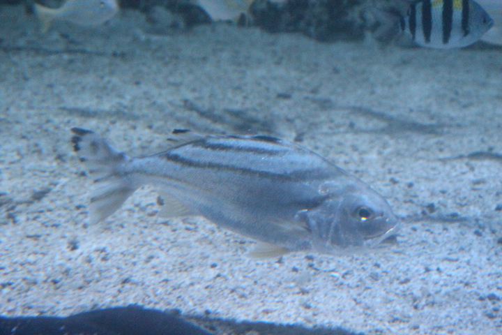 Crescent banded grunter (Terapon jarbua)