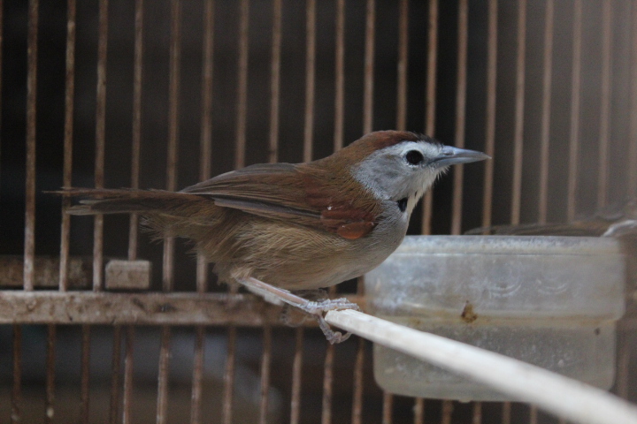Crescent-chested babbler (Cyanoderma melanothorax melanothorax)