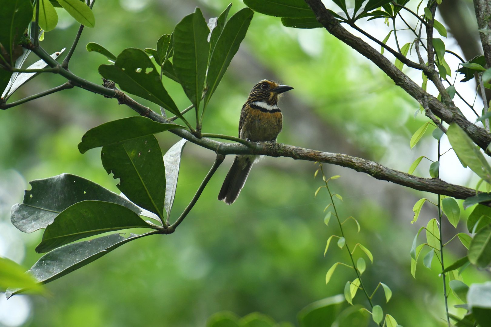Crescent-chested puffbird (Malacoptila striata)