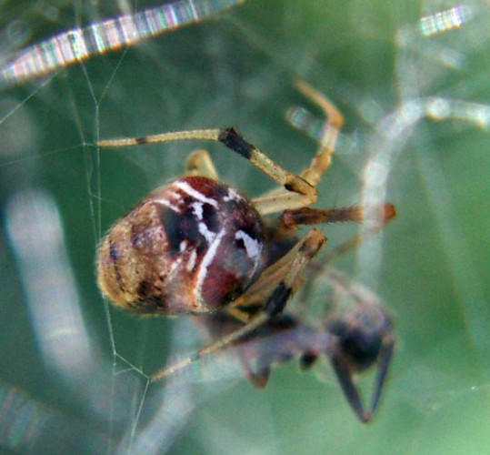 Crescent Combfoot (Achaearanea lunata)