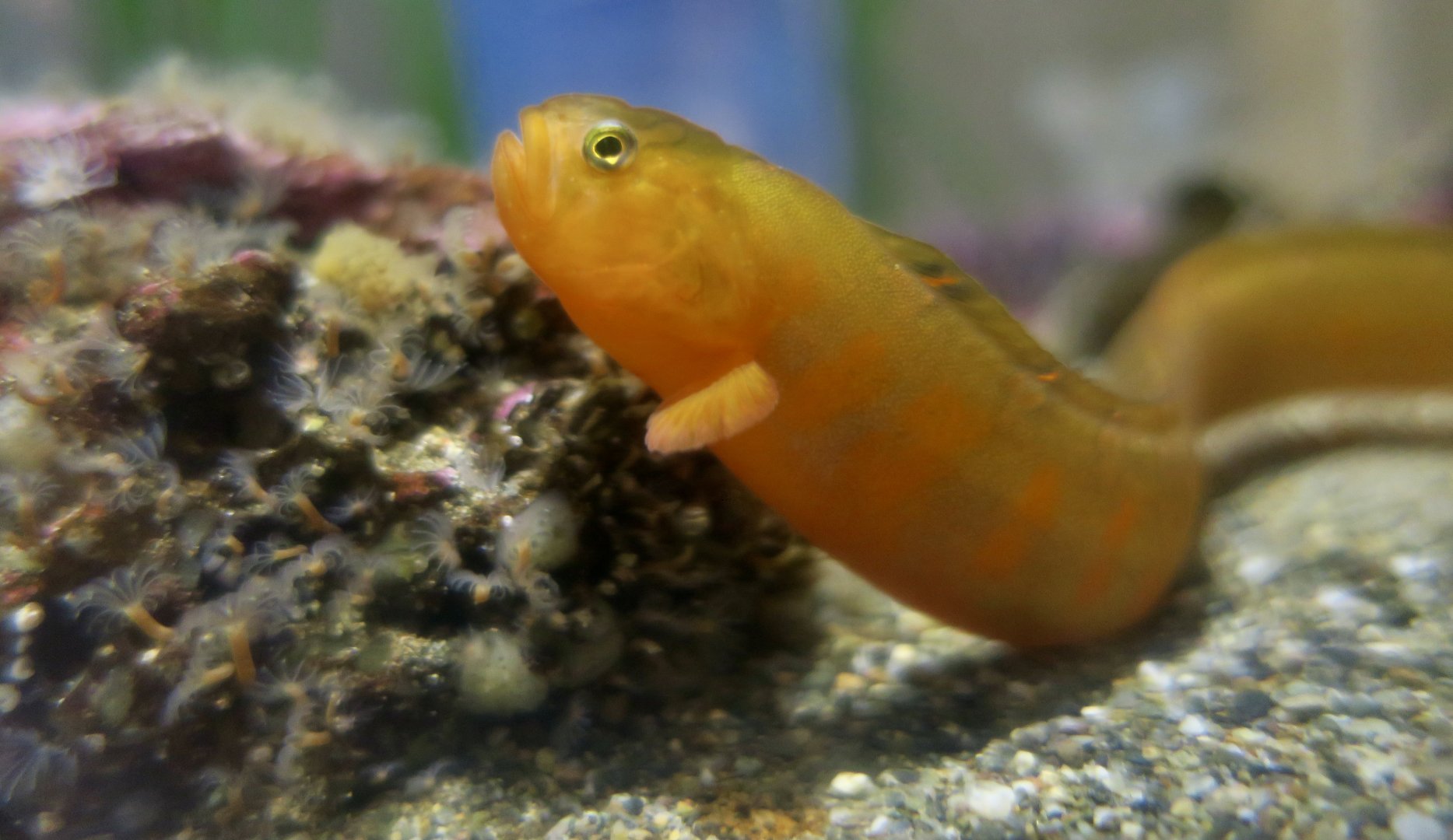 Crescent Gunnel (Pholis laeta)