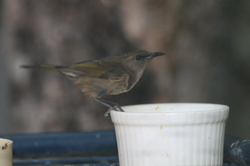Crescent Honeyeater