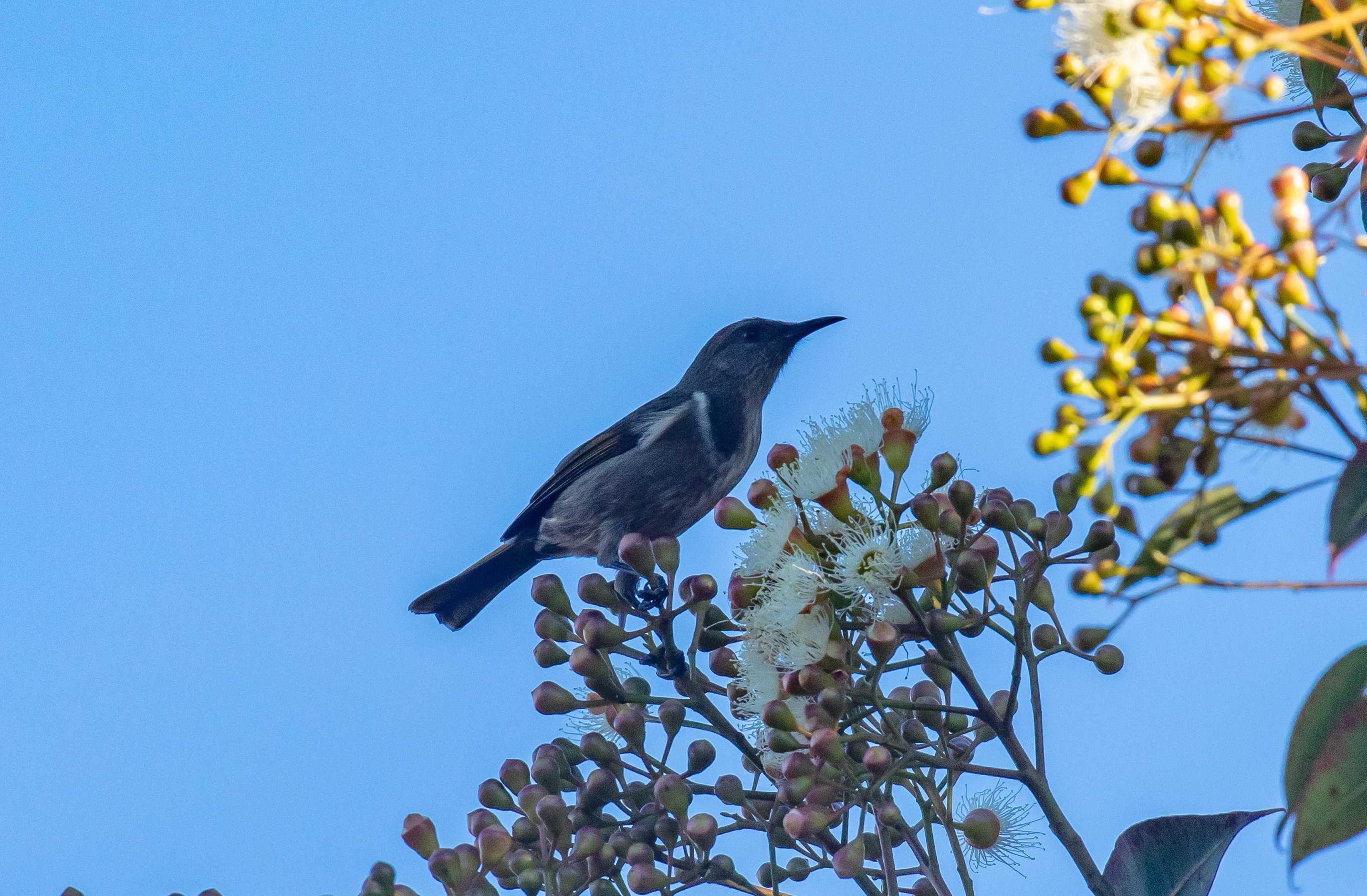 Crescent Honeyeater