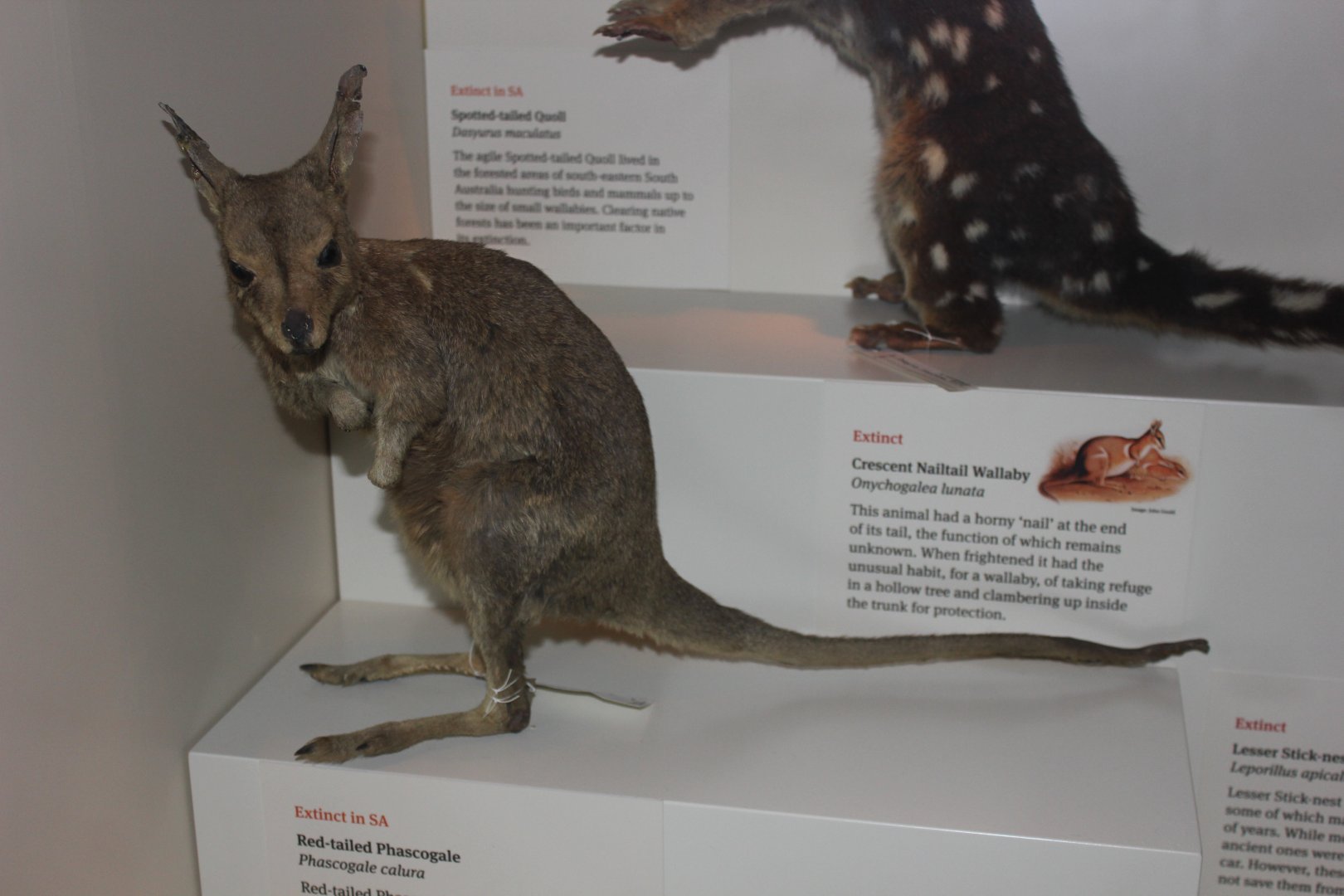 Crescent Nailtail-wallaby (Onychogalea lunata)