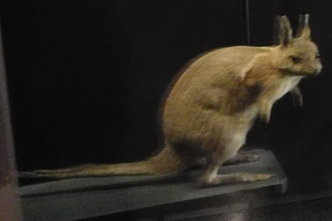 Crescent Nailtail Wallaby