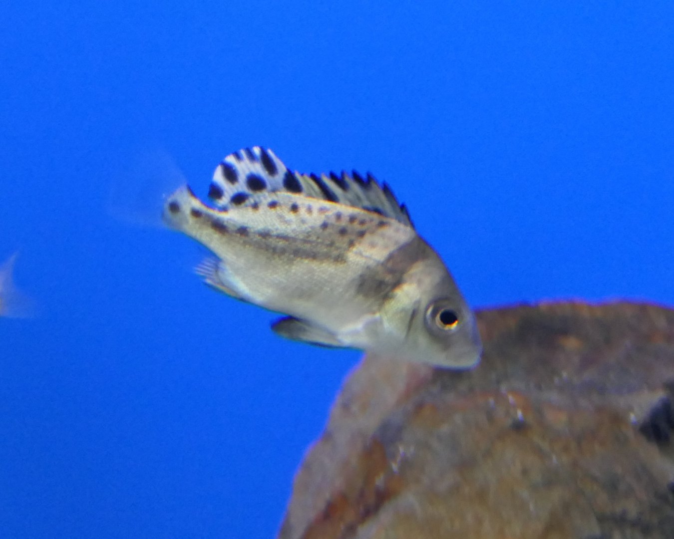 Crescent Sweetlips juvenile (Plectorhinchus cinctus)