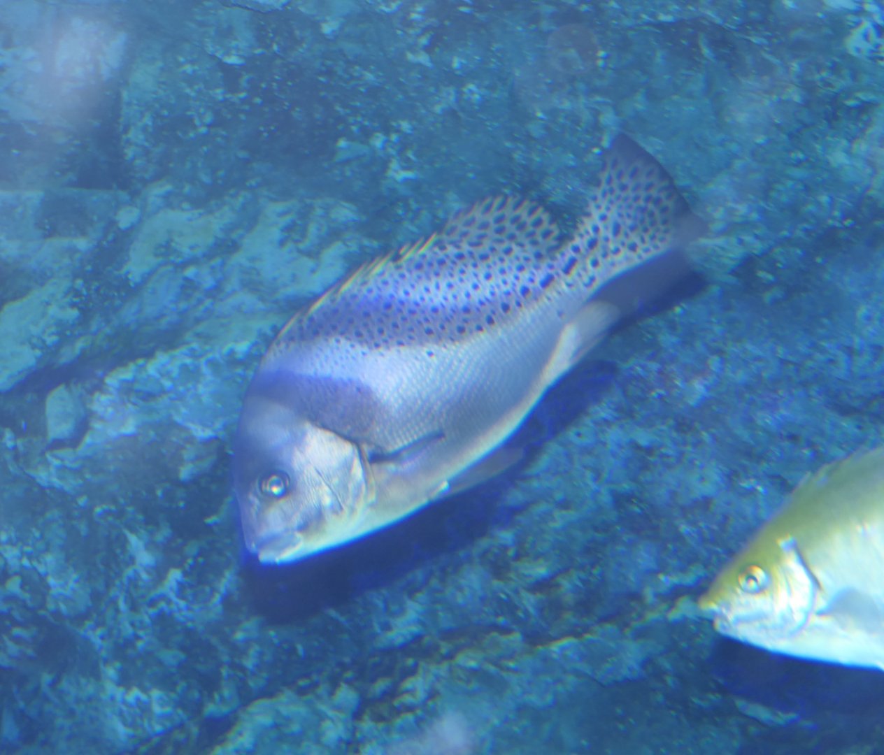 Crescent Sweetlips (Plectorhichus cinctus)