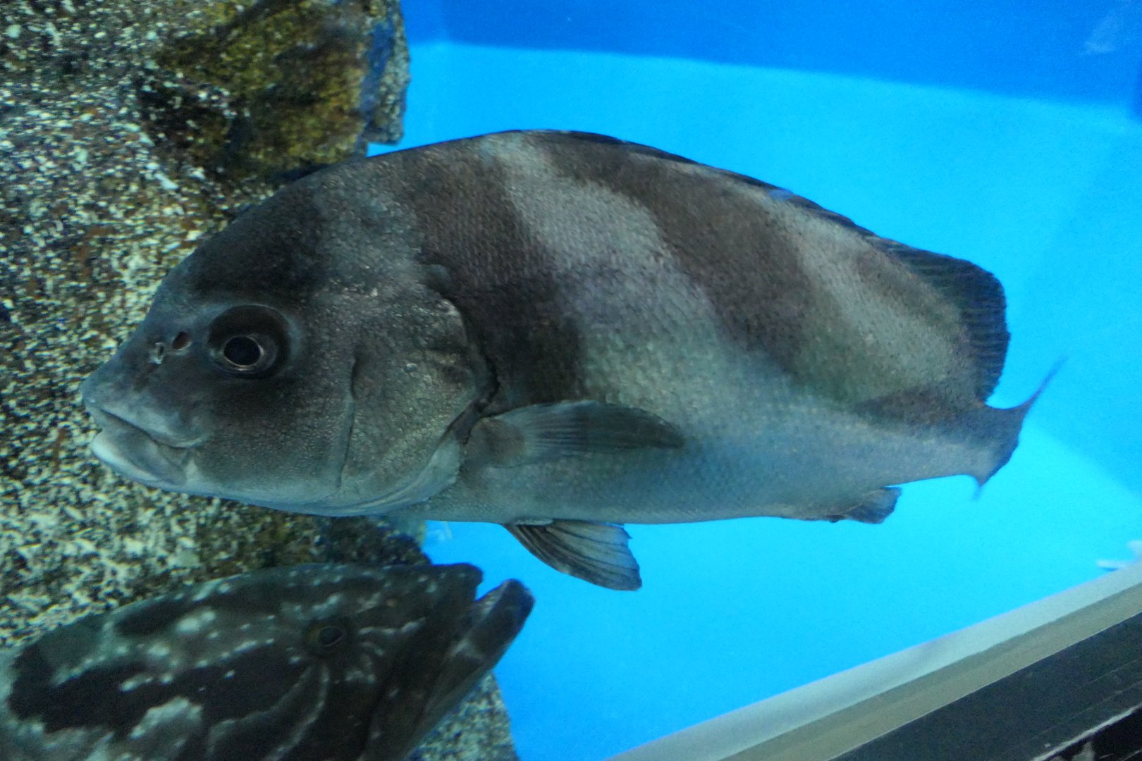 Crescent Sweetlips (Plectorhinchus cinctus) - Uozu Aquarium