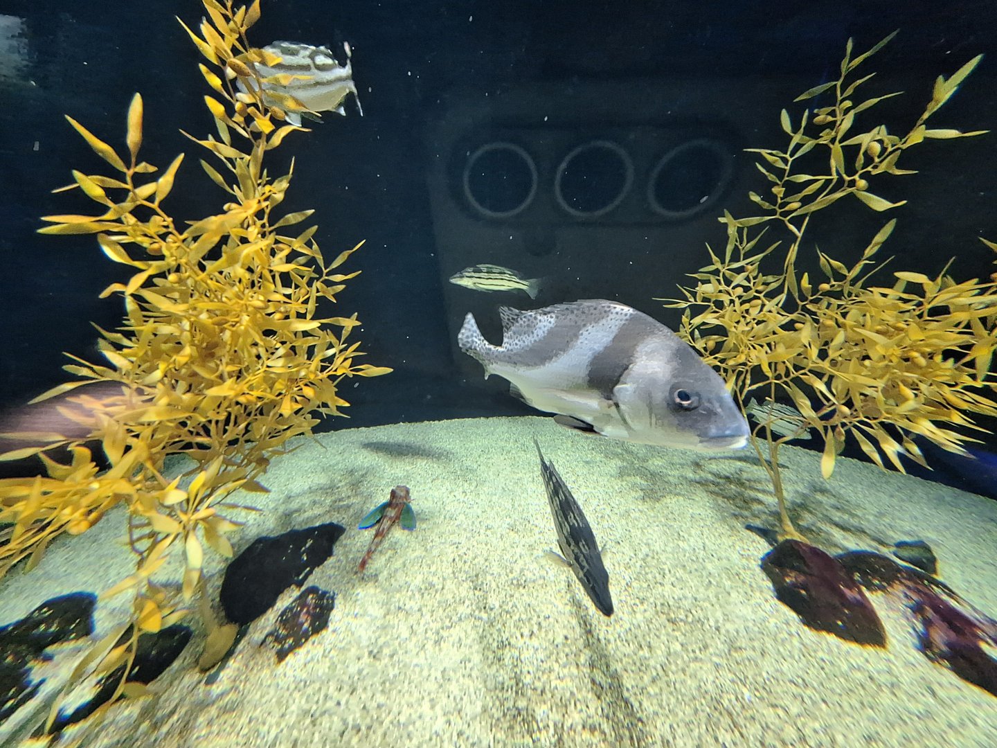 Crescent Sweetlips (Plectorhinchus cinctus)