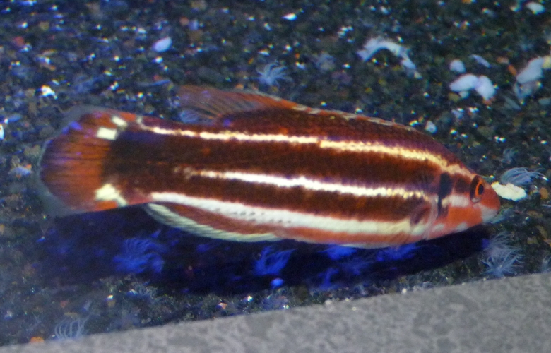 Crescent-tail hogfish (Bodianus sepiacaudus), ID by Great Argus