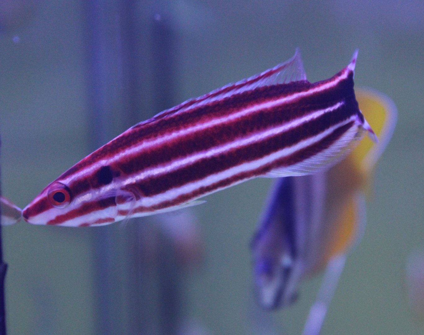 Crescent-tail hogfish - Bodianus sepiacaudus