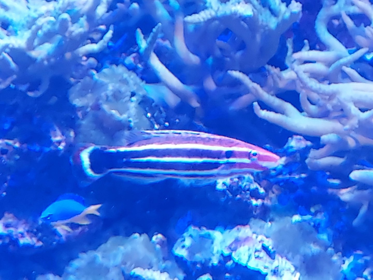 Crescent-Tail Hogfish