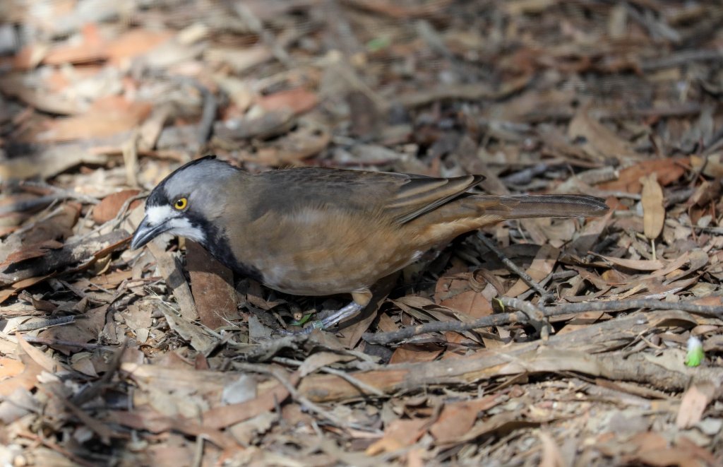 Crest Bellbird male
