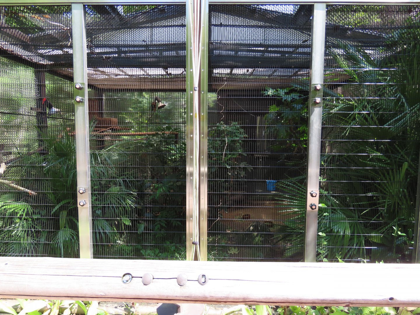 Crested argus exhibit