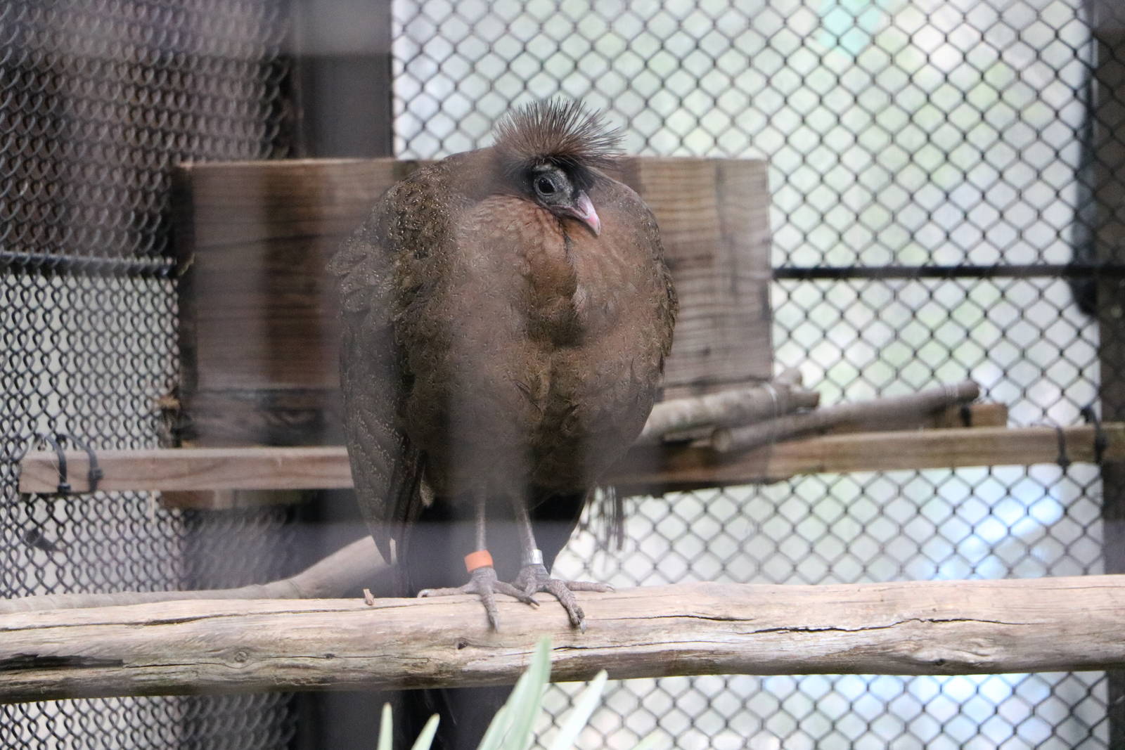 Crested argus, February 2016.
