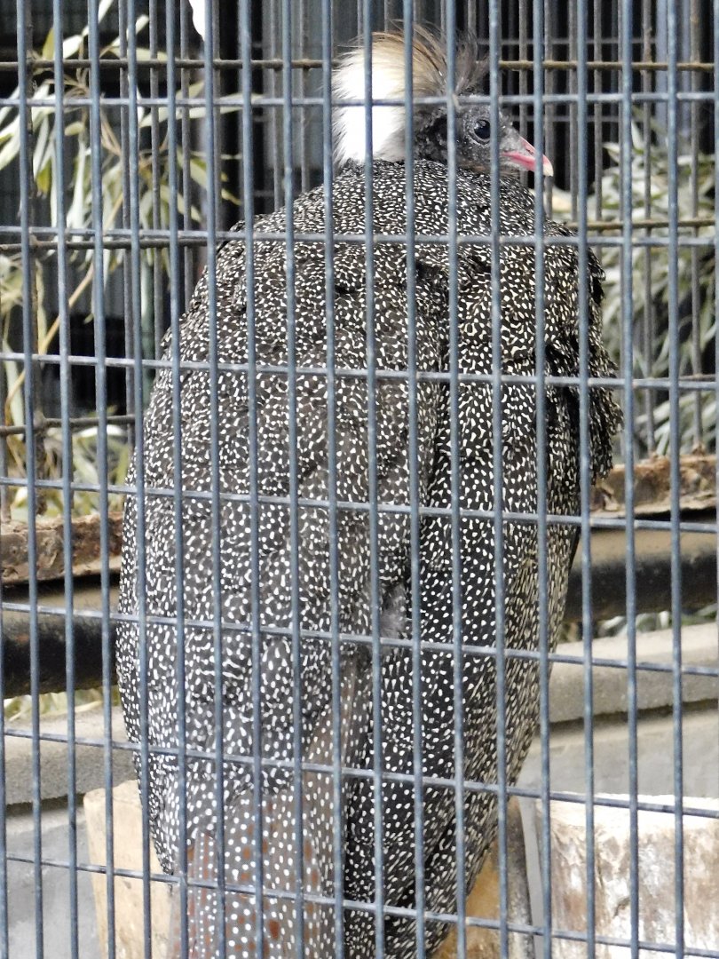 Crested Argus (Rheinardia ocellata ocellata) October 11, 2025