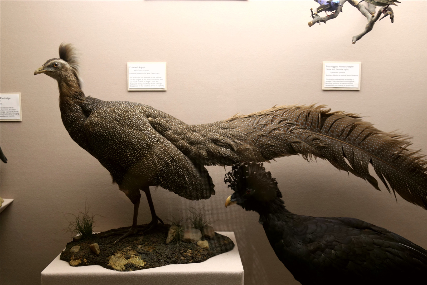 Crested argus (Rheinardia ocellata)