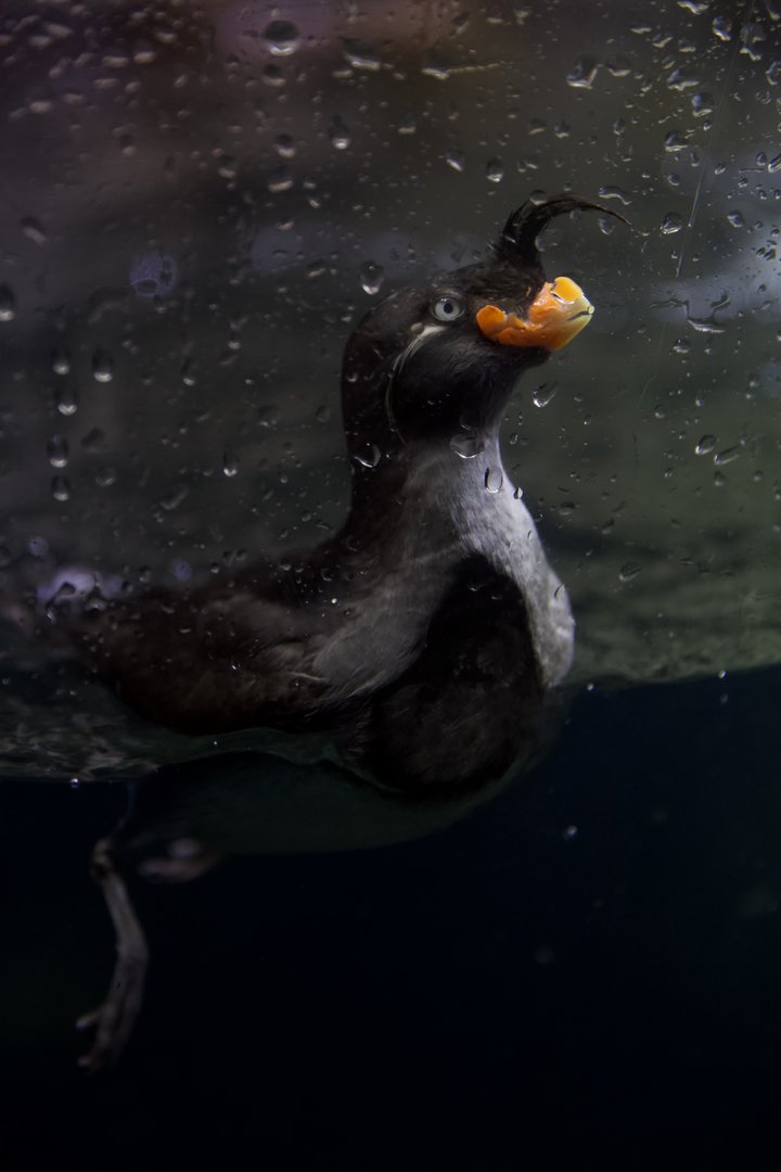 Crested auklet/ Aethia cristatella