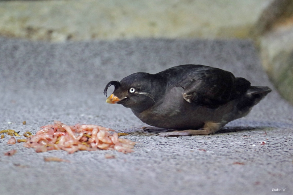 Crested Auklet (Aethia cristatella)