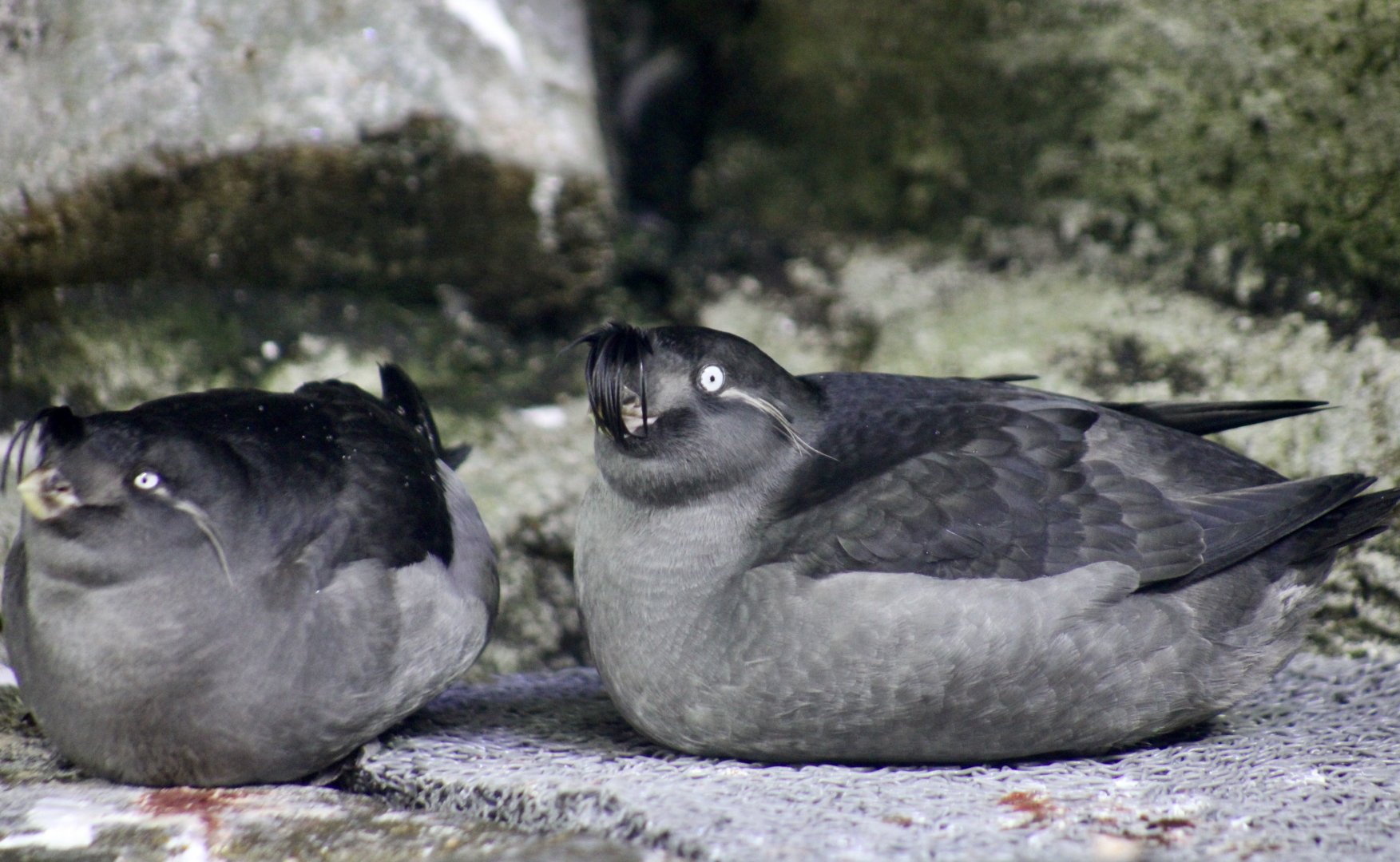Crested Auklets (Aethia cristatella)