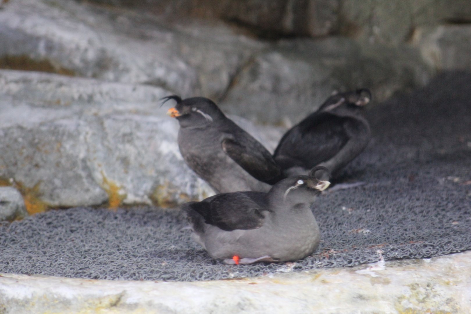 Crested Auklets