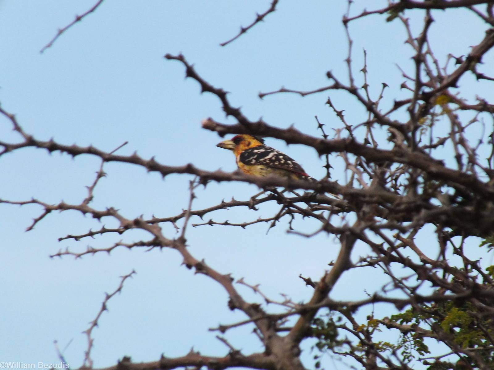 Crested Barbet - 2012
